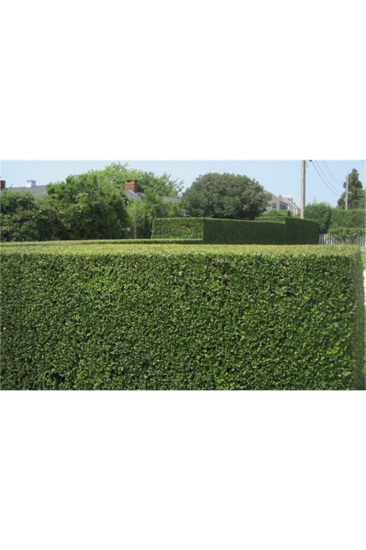 1001fidan Ligustrum Japonica Lüküstürüm Lükstürüm Lükstrüm Fidanı 20-40cm