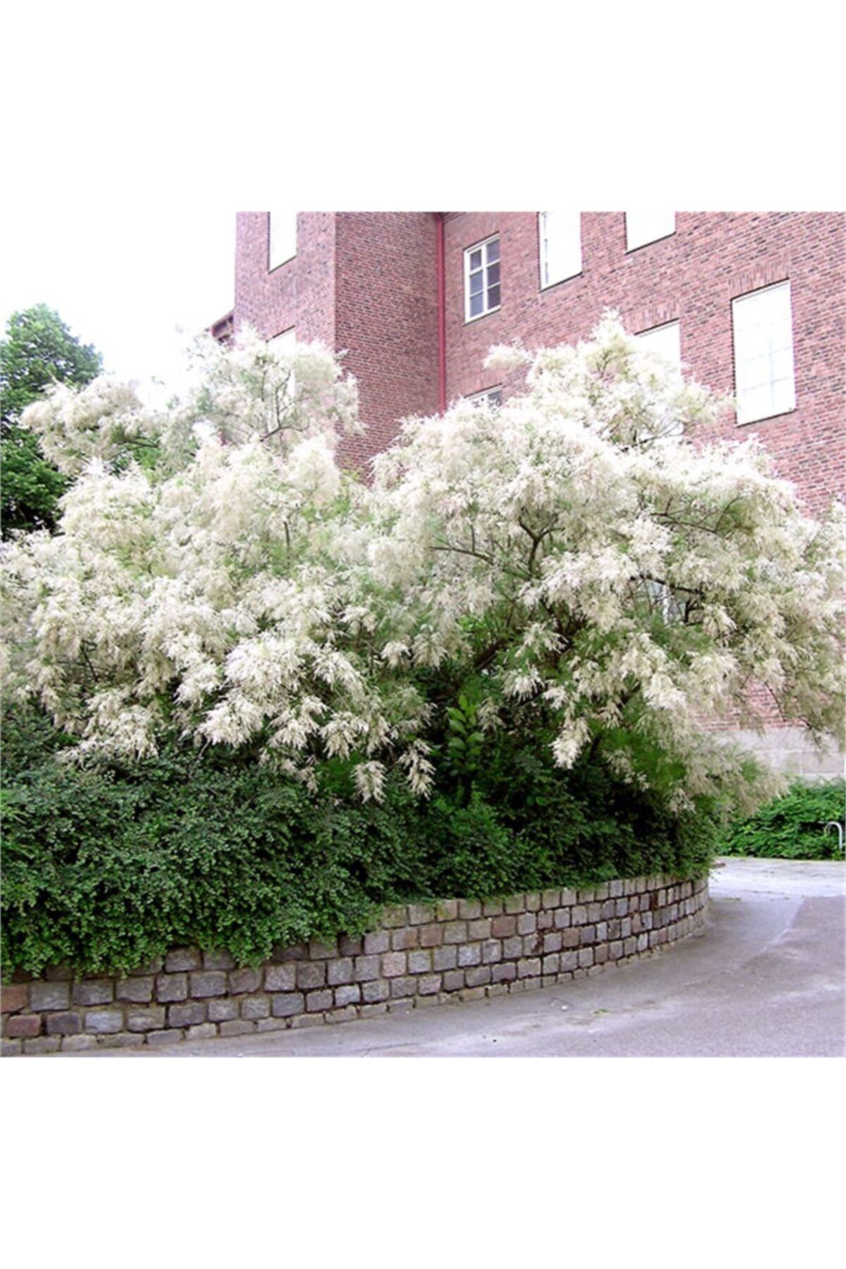 1001fidan Tamarix Ramosissima Hulsdonk White Beyaz Yaz Ilgın Fidanı 20-40cm