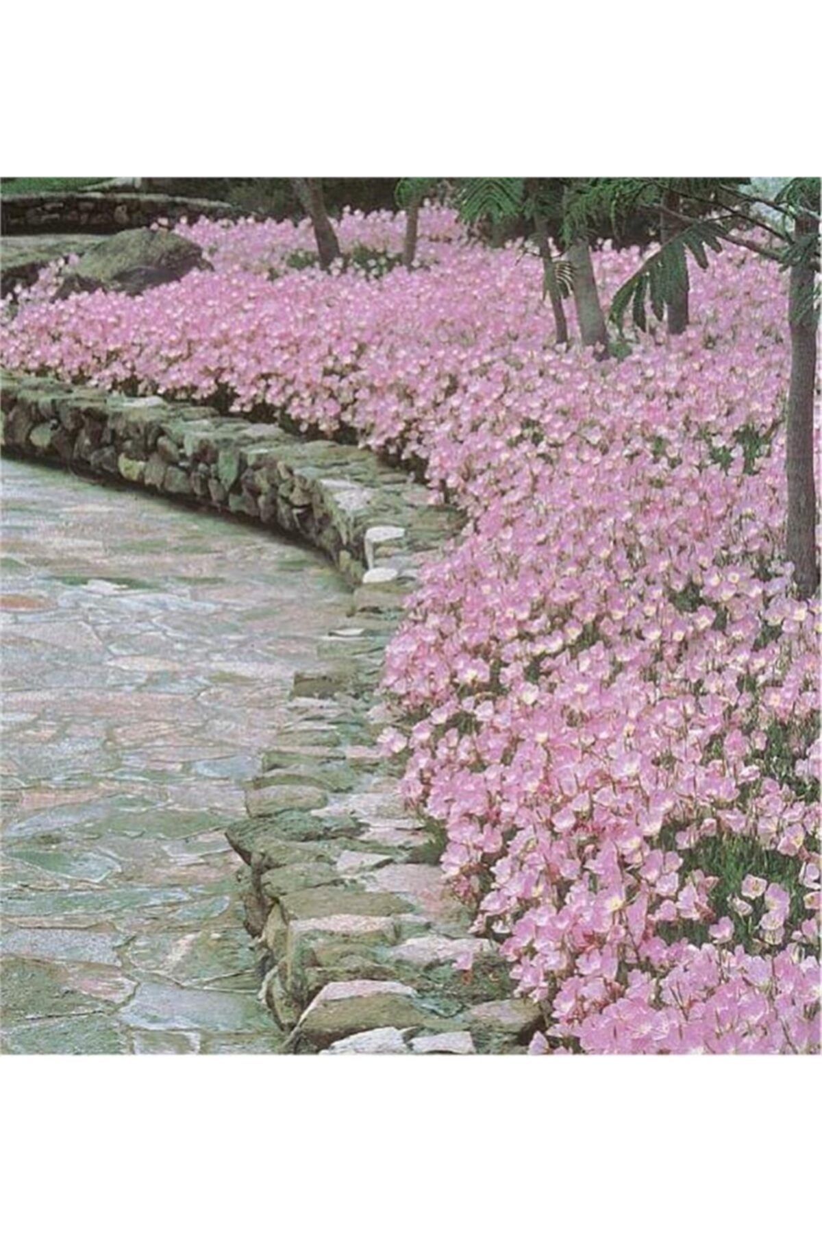 1001fidan Oenothera Berlandieri Siskiyou Pink Akşam Çuha Ezan Çiçeği Fidesi 0-20cm