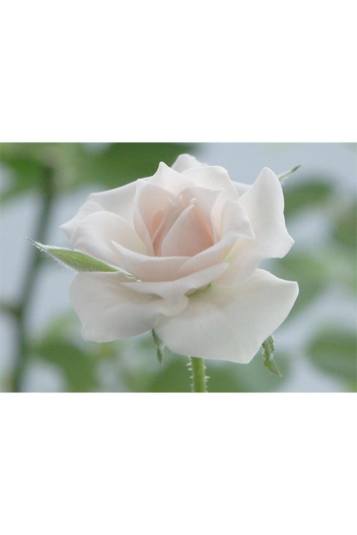 1001fidan Rosa Beyaz Gül Fidanı