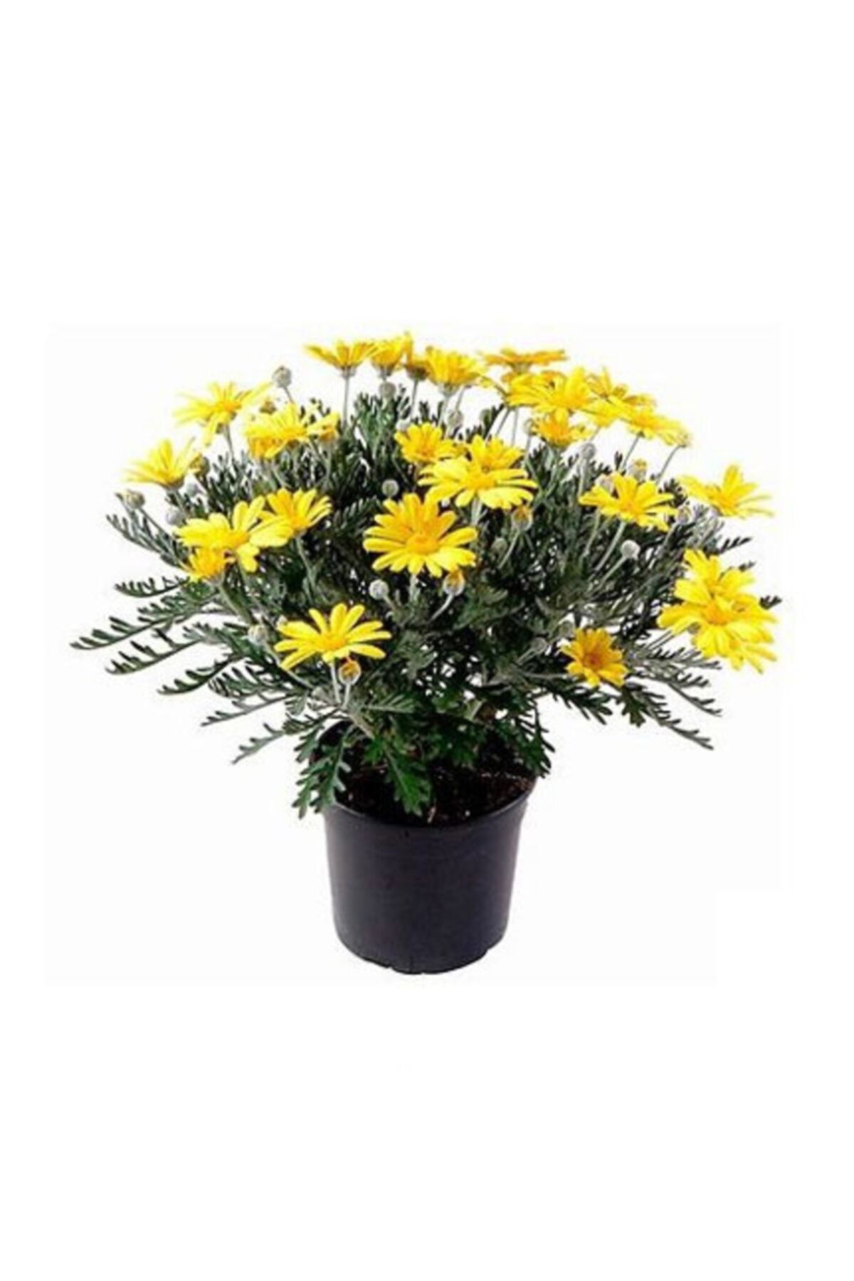 HOBİ VE BAHÇE Sarı Papatya - Sarı Çalı Papatyası (euryops Pectinatus)