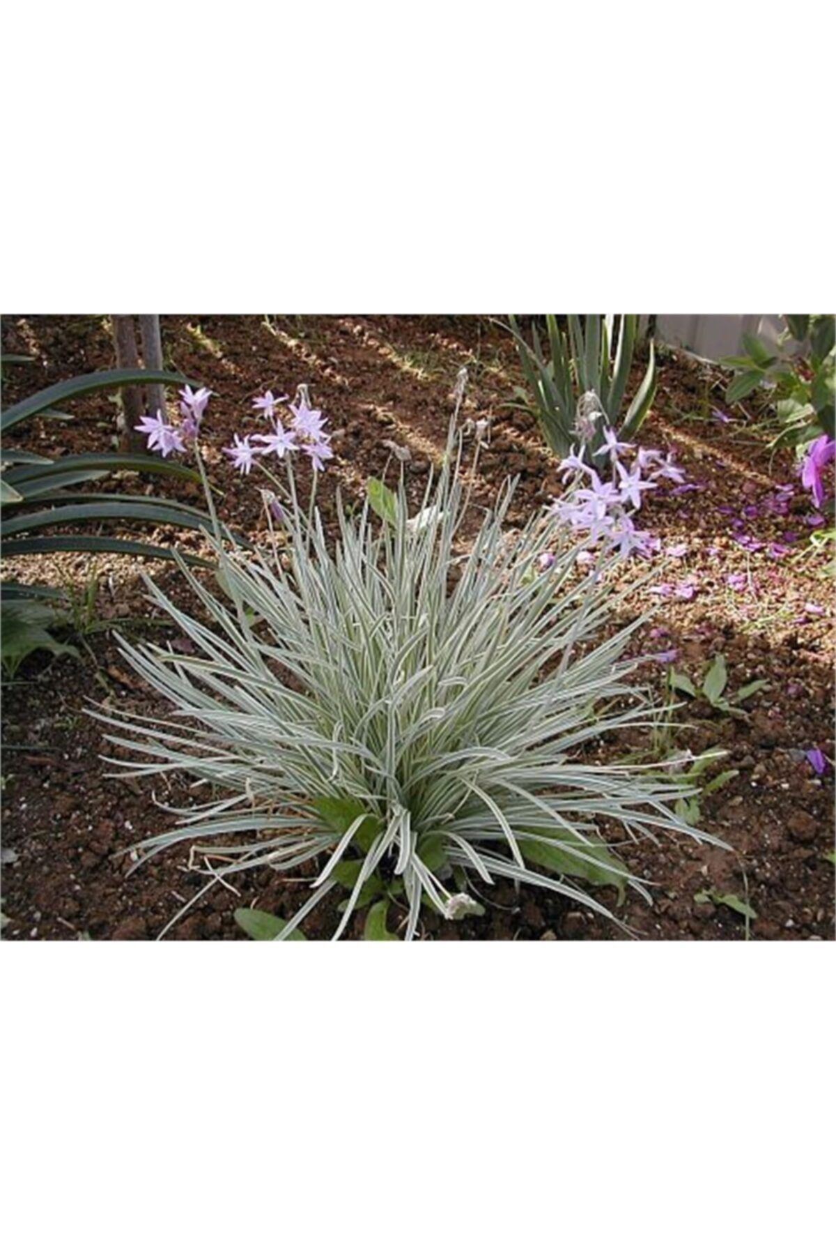 1001fidan Tulbaghia Vio. Silver Lace Alaca Sosyete Sarmısak Tulbahya Fidesi 10-30cm