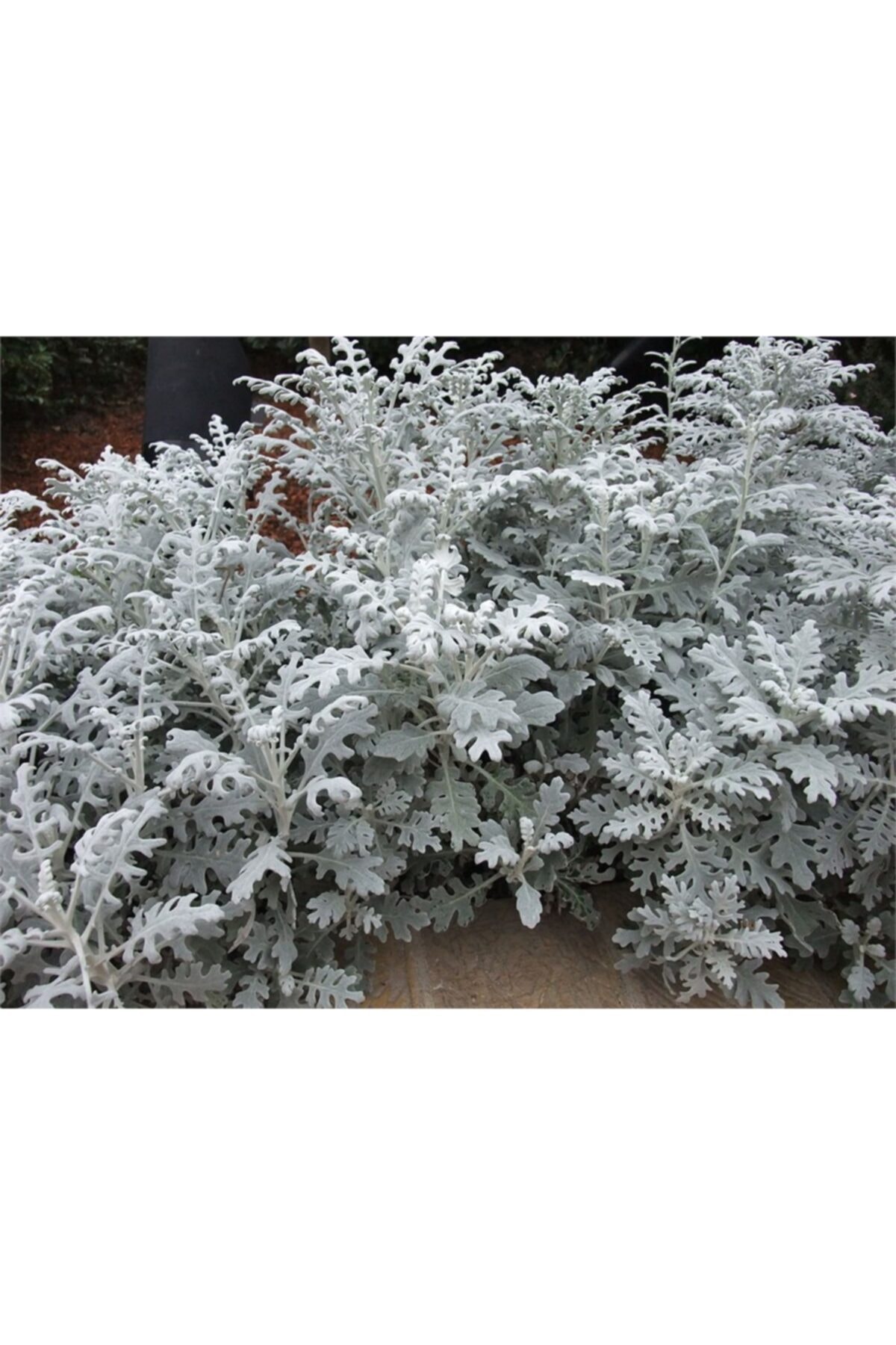 1001fidan Senecio Cineraria Bahçe Külü Kül Çiçeği Fidanı 10-30cm