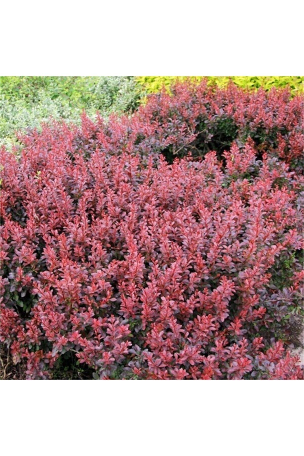 1001fidan Berberis Thunbergii Atropurpurea Nana Bodur Berberis Fidanı