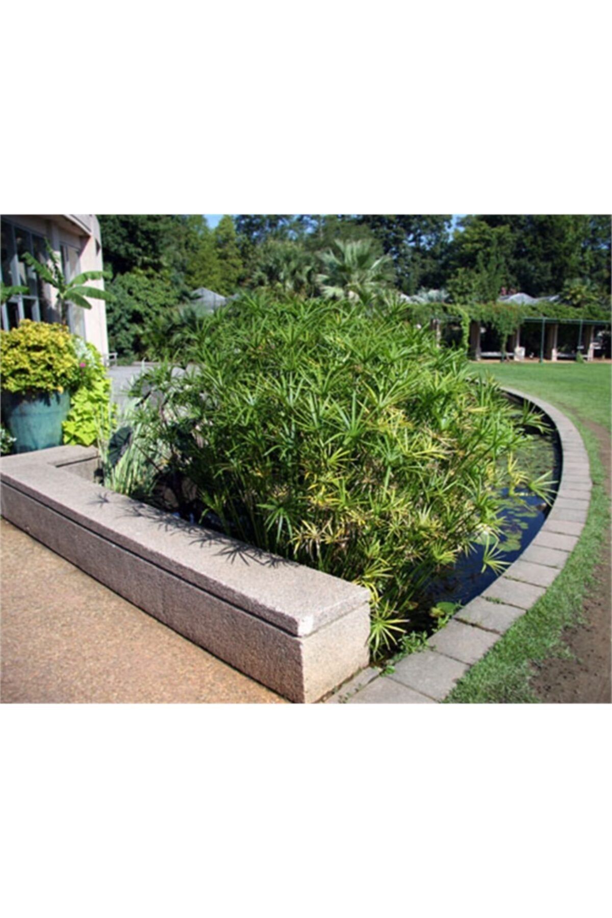 1001fidan Cyperus Alternifolius Japon Şemsiyesi Bodur Papirus Fidanı 0-60 cm