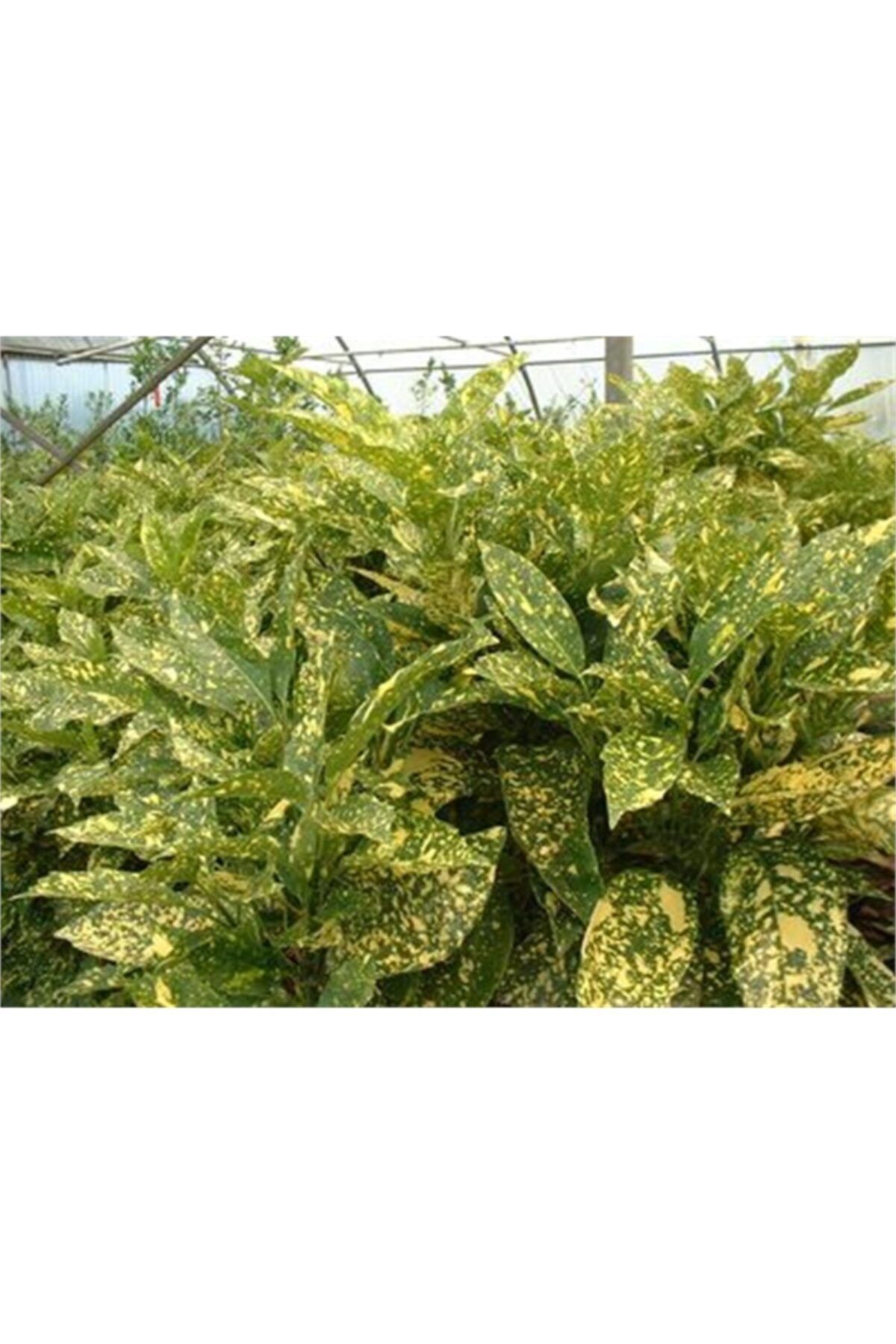 1001fidan Aucuba Japonica Crotonifolia Akuba Keklik Kanadı Fidanı 20-40cm