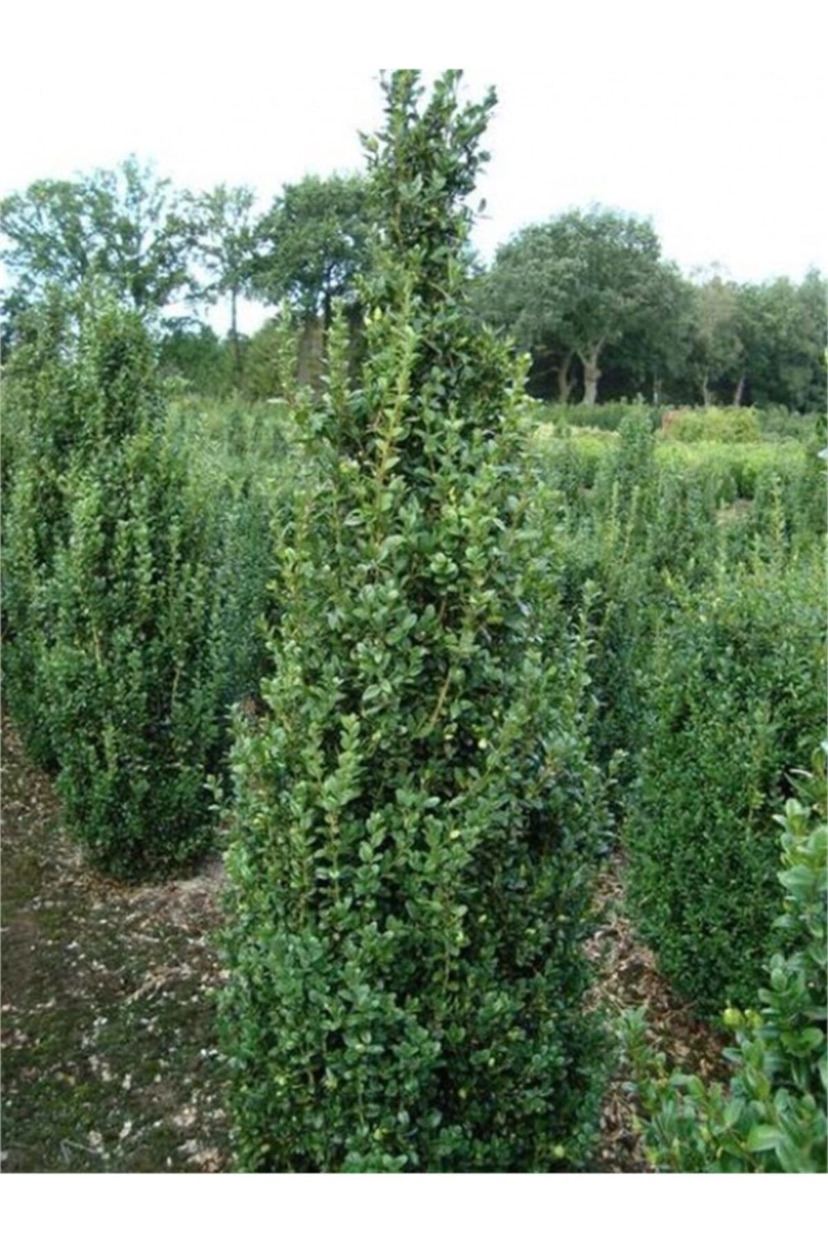 1001fidan Buxus Sempervirens Pyramidalis Şimşir Fidanı