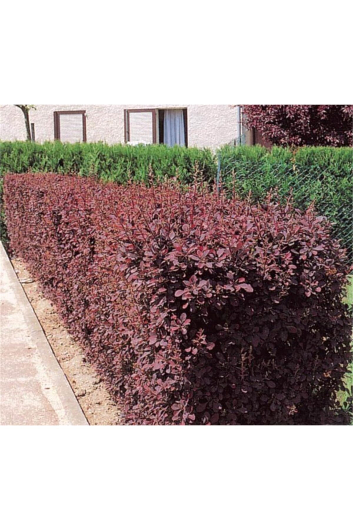 1001fidan Berberis Thunbergii Atrop Kırmızı Kadın Tuzluğu Fidanı 20x40 cm