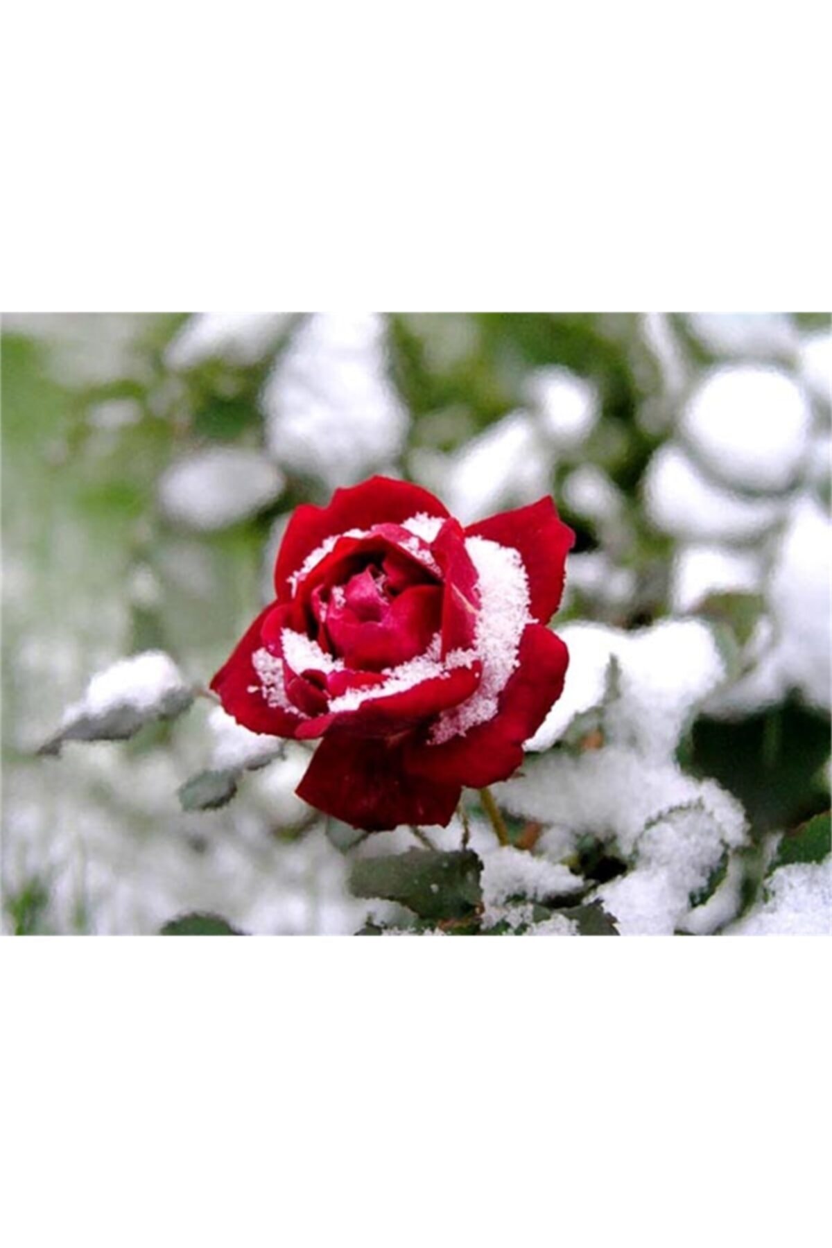 1001fidan Rosa Gala Kırmızı Gül Fidanı