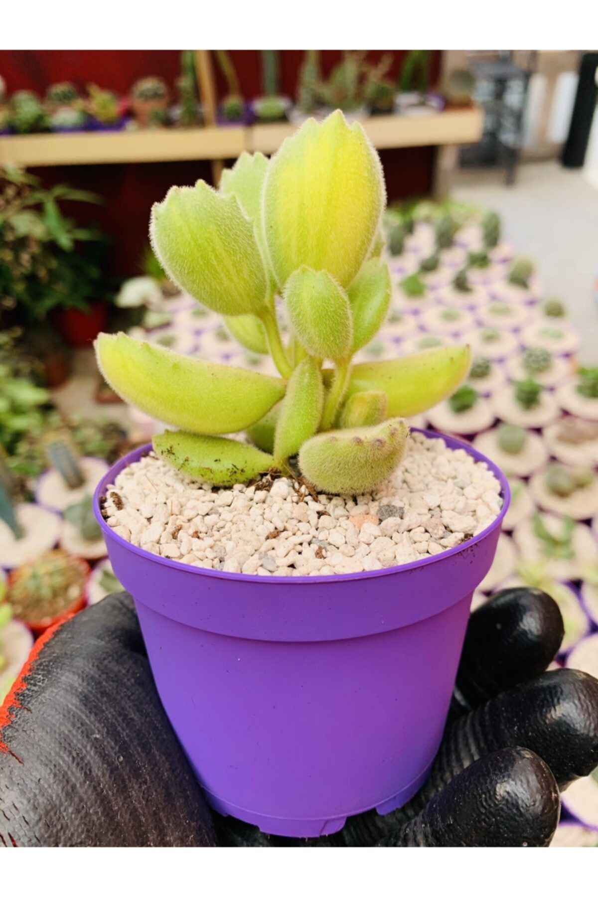 foliumbotanik Cotyledon Tomentosa Variegata Sukulent