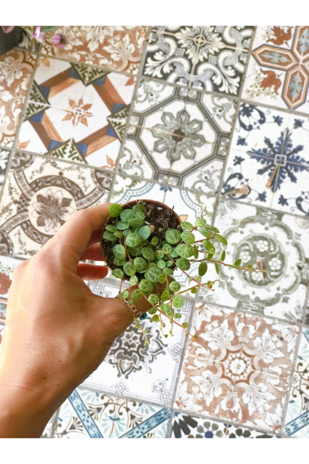 Plant Cafe Bodrum Peperomia Prostrata