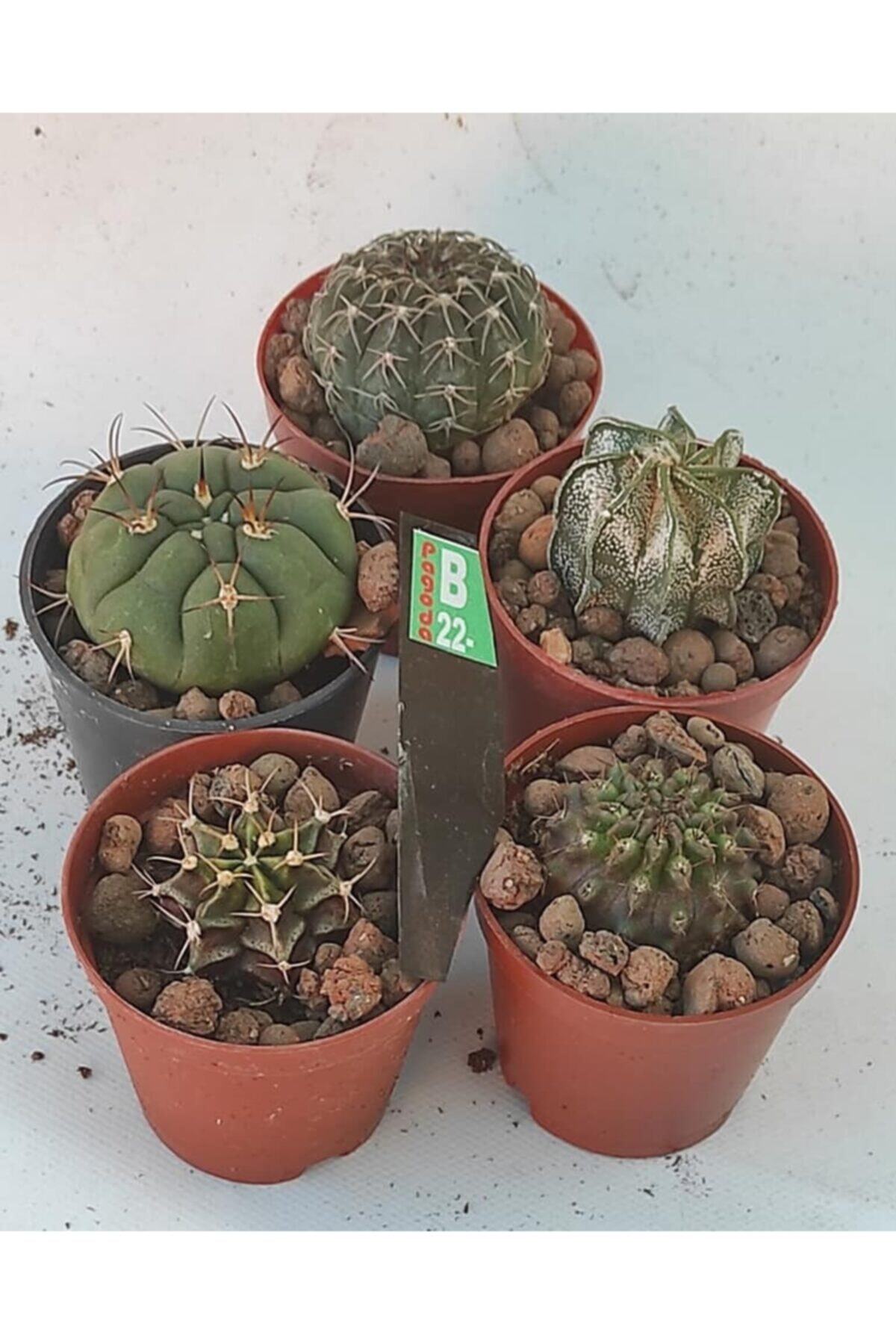 Pagoda 24e/b22 Kaktüs, 5'li Set 5.5 cm Saksılarda Farklı Ürünler