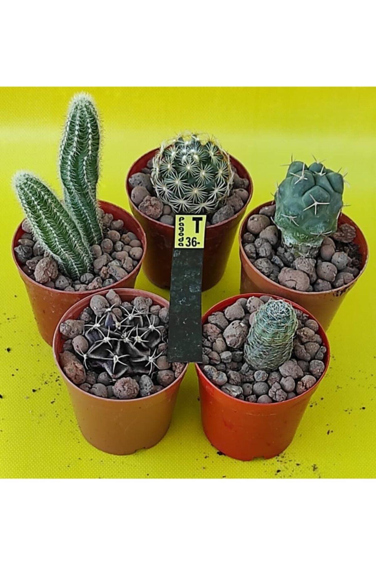 Pagoda 24e/t36 5.5 cm Saksılarda 5 'li Kaktüs Seti Kaktüs