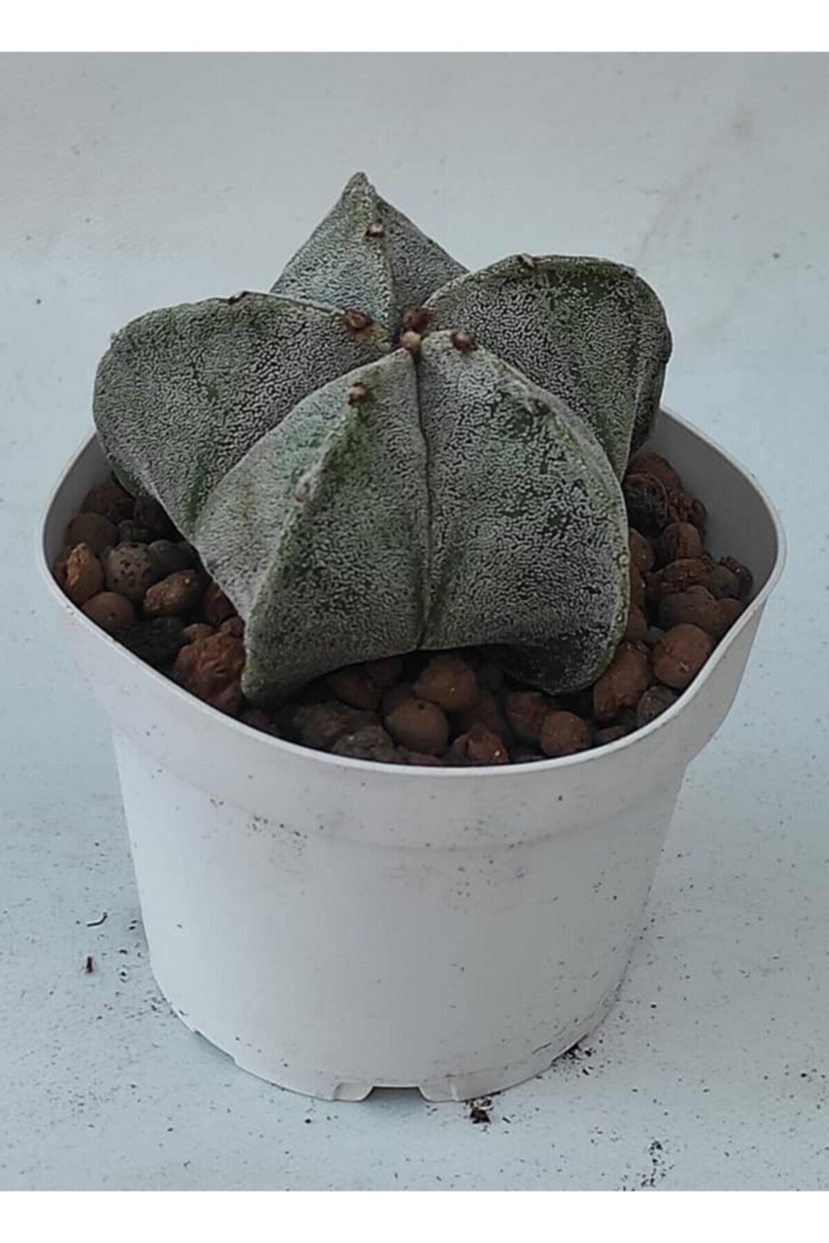 Pagoda Astrophtyum Kaktüs 10.5 cm Saksı 09e/14