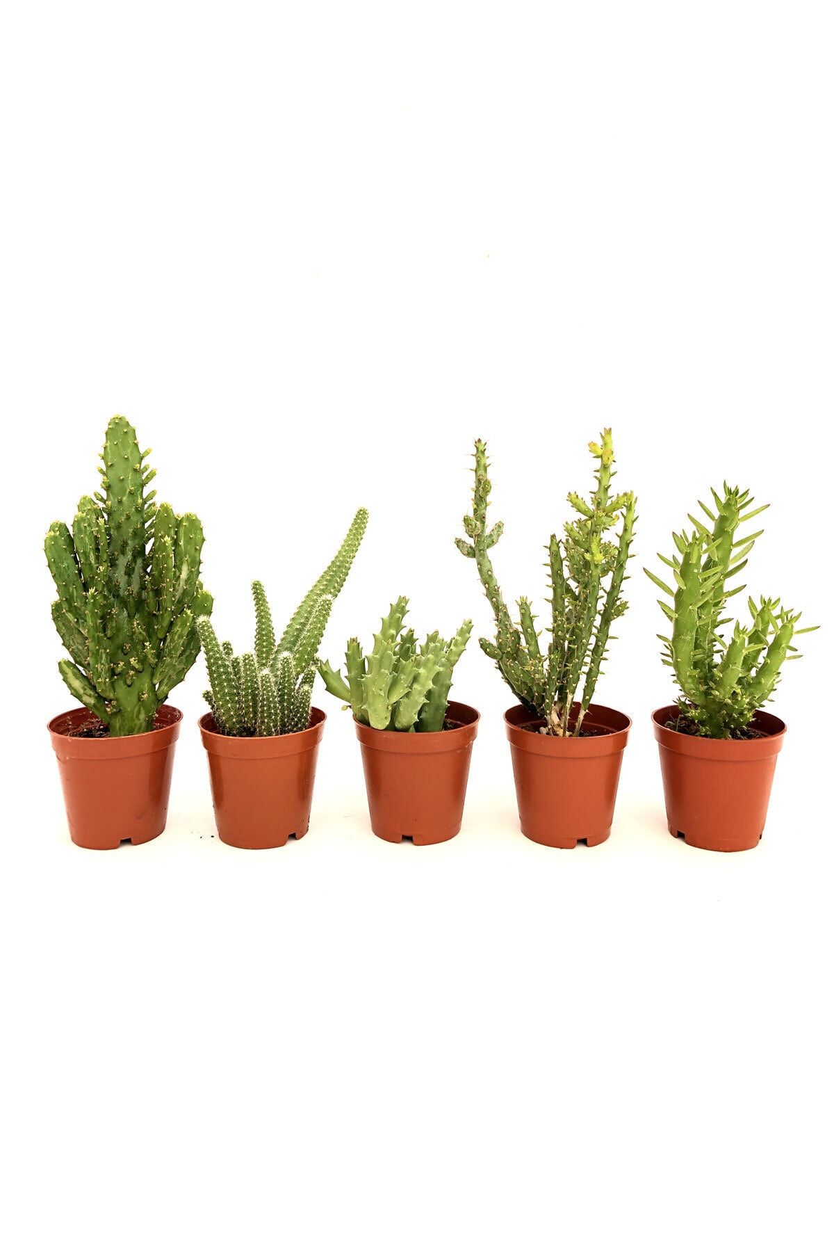 Arts Gardens 5 Adet Kaktüs 5.5 Cm Saksıda Mix