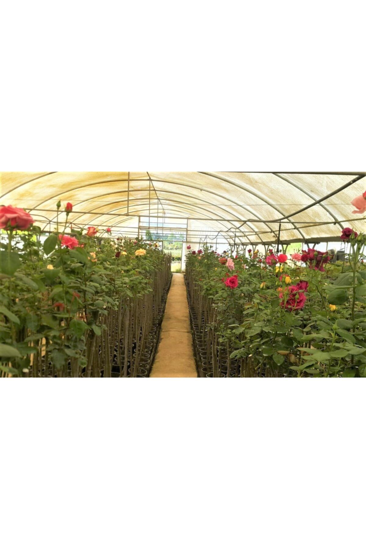 1001fidan Rosa Alberetto Mix Baston Gül Fidanı Tek Aşılı 120-150cm