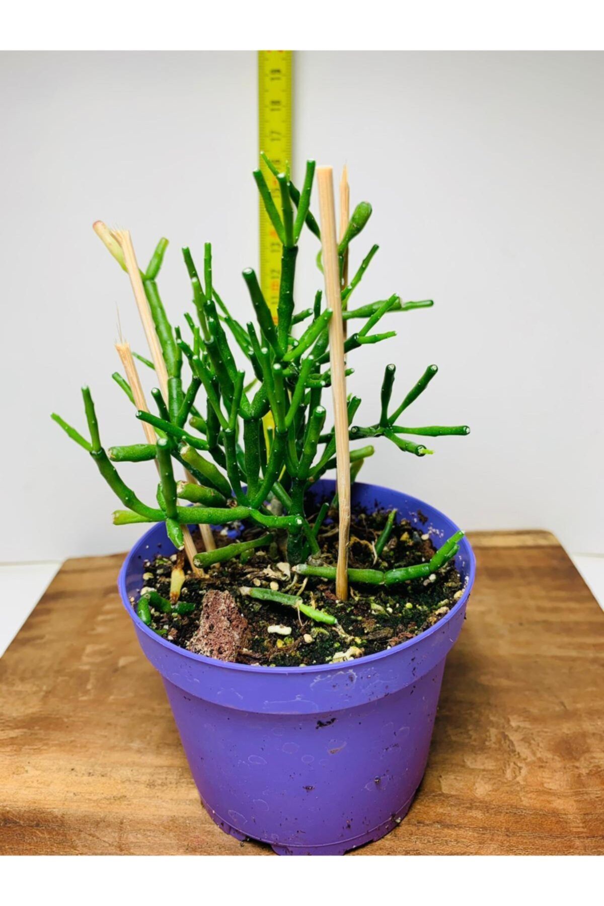 foliumbotanik Rhipsalis Cassutha Suulent Özel Tür