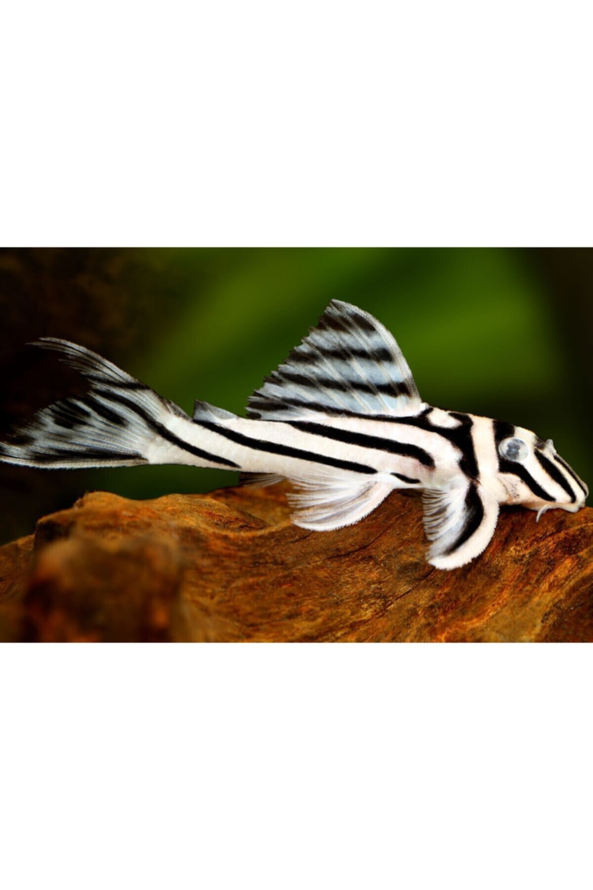 yemkolikyempaketi Pleco Yem Paketi 600gr (6x50gr)