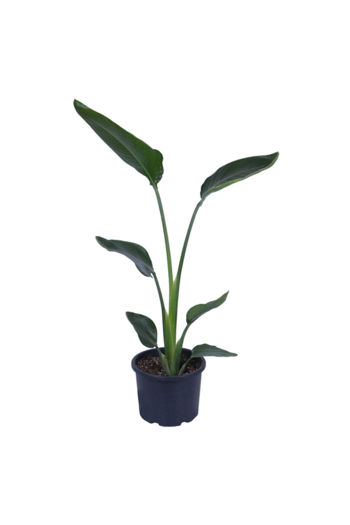 HOBİ VE BAHÇE Büyük Boy Starliçe Nicolai - Bitki Boyu 80-90 Cm (SAKSI HARİÇ) - Cennet Kuşu - Strelitzia Nicolai