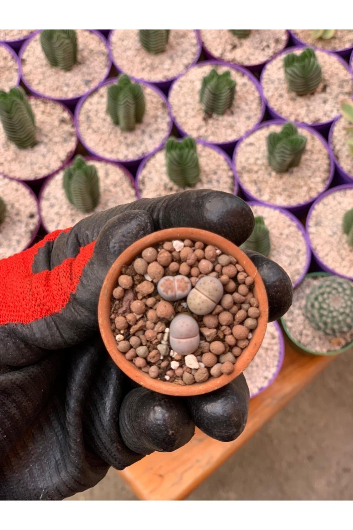foliumbotanik Mini Boy Taş Kaktüs Terracota Saksıda