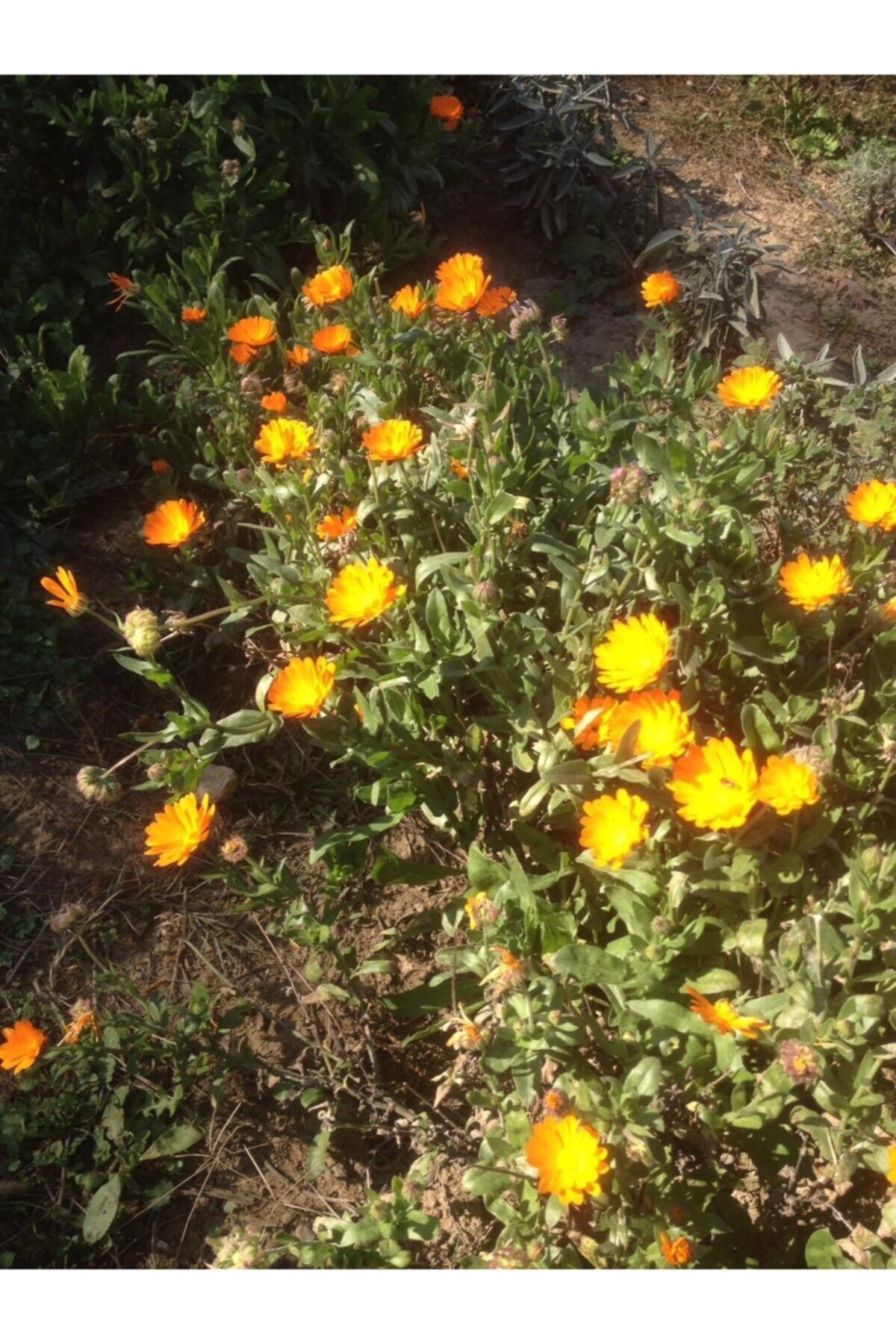 1001fidan Calendula Officinalis Aynısefa Bitkisi 0-10cm