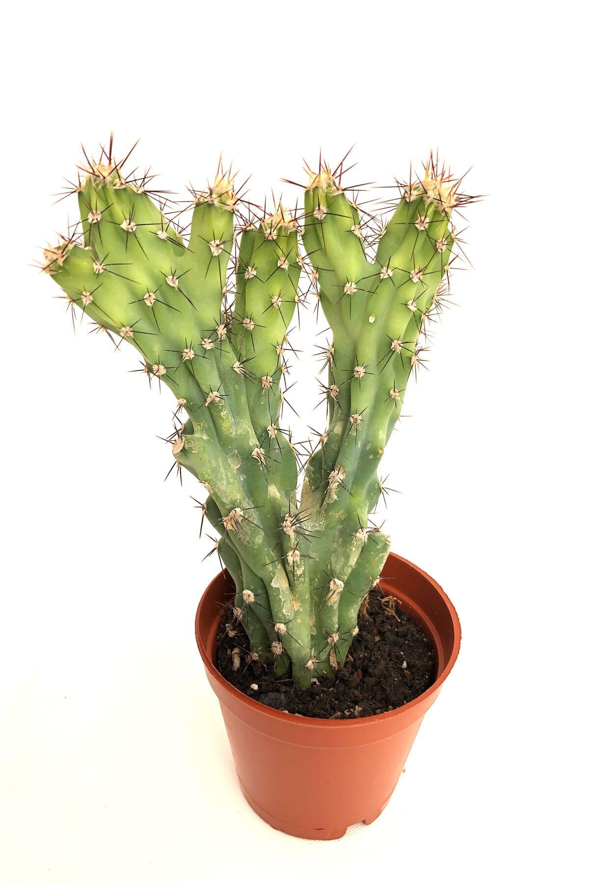 Arts Gardens Echinocereus Berlandieri 5.5 Cm Saksıda