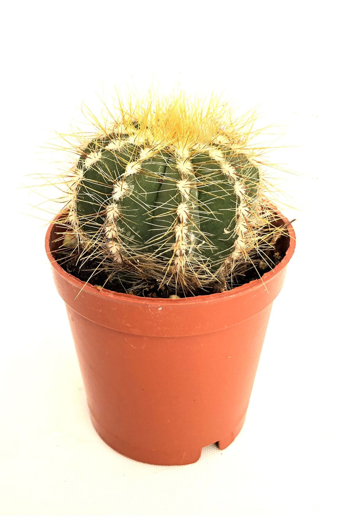 Arts Gardens Notocactus Magnificus (parodia Magnifica) 5.5 Cm Saksıda