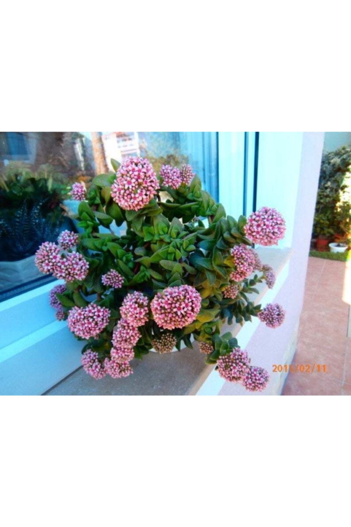 lalaahmetbotanik Bahar Zamanı, Sukulent-crassula 5,5 Cm Saksıda,teraryum, Kaktüs,