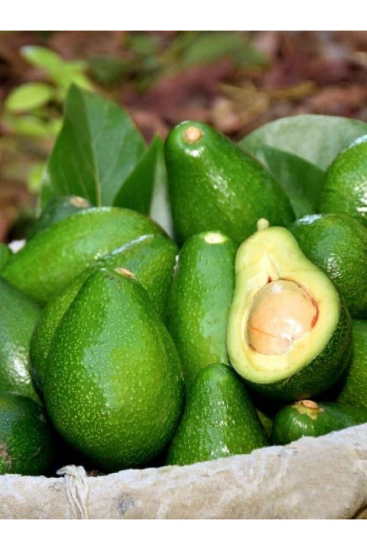 AKDENİZ KÖY SEPETİ 12 Adet Avokado Fuerte 200-300 Gr