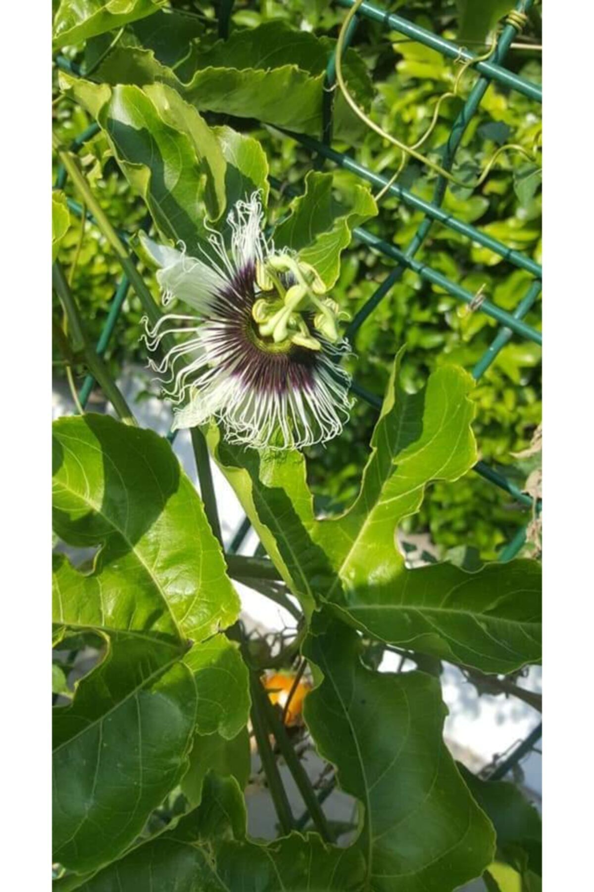Alanyatropikal Pasiflora Meyve Fidanı