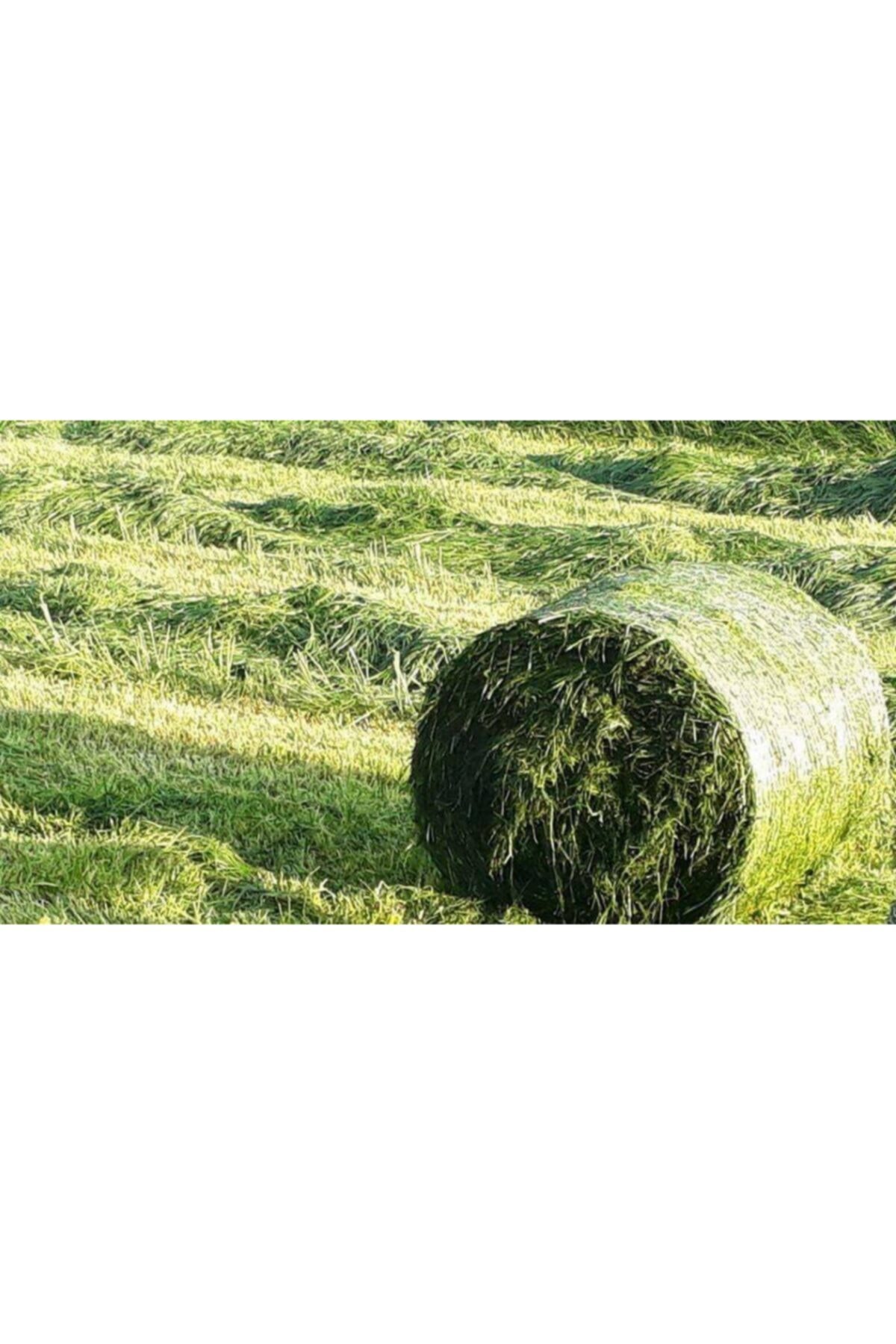 EŞREF ŞEKERLİ Reygras 25 Kilogram Italyan Çimi (ryegrass) - Lolium Multiflorum