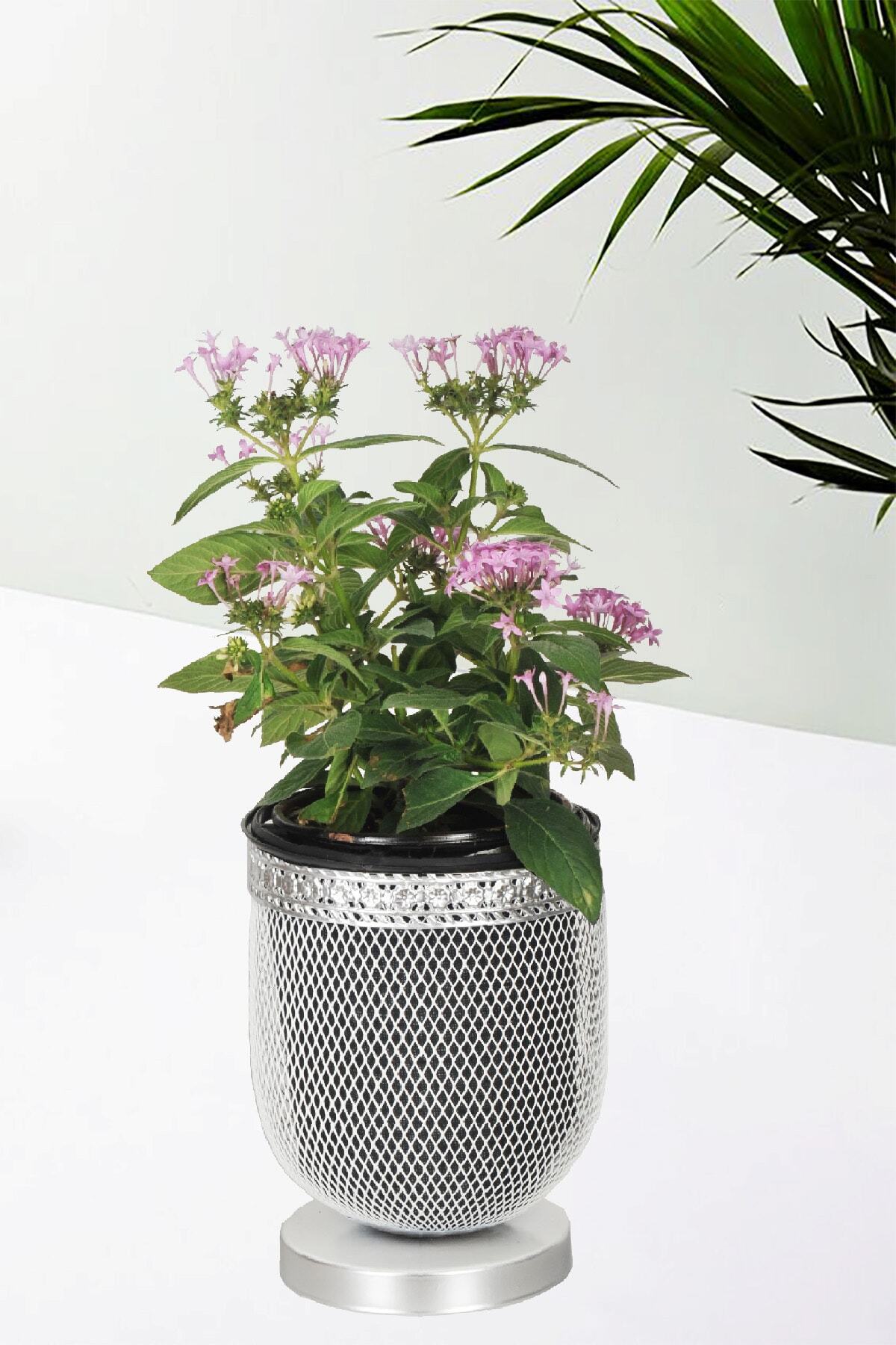 VENON Home Menekşe Saksı 15 Lik Beyaz Silver