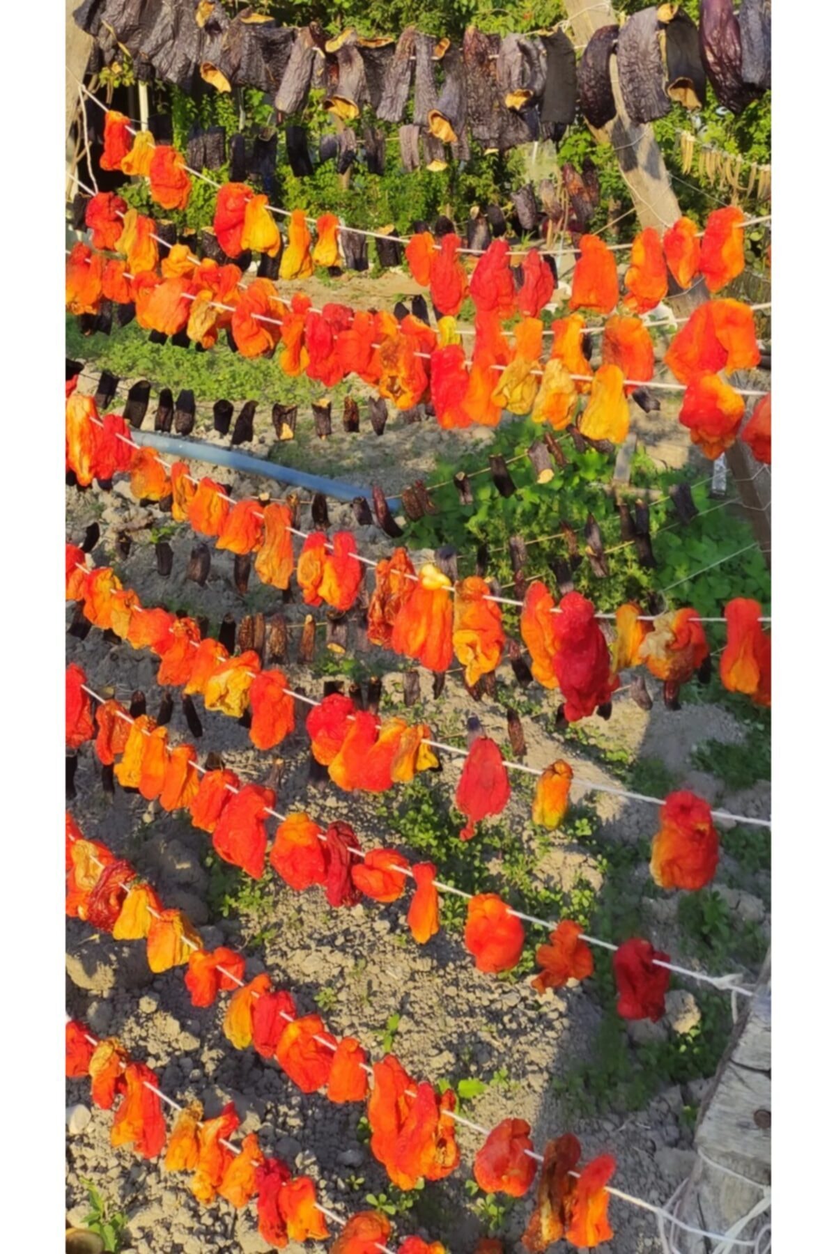 Nisa'nın ciftligi Dolmalık Biber Kurusu