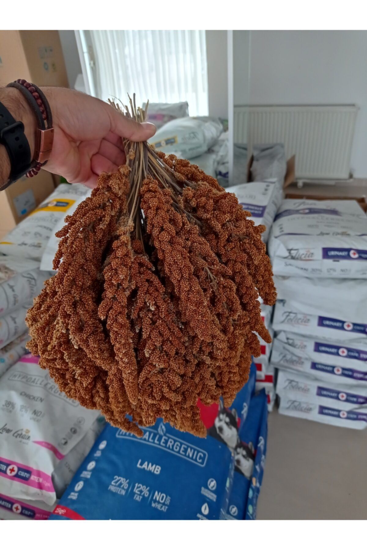 Golden Pet Kuşlar Için Tilki Kuyruğu Kızıl Dal Darı (250 GR)