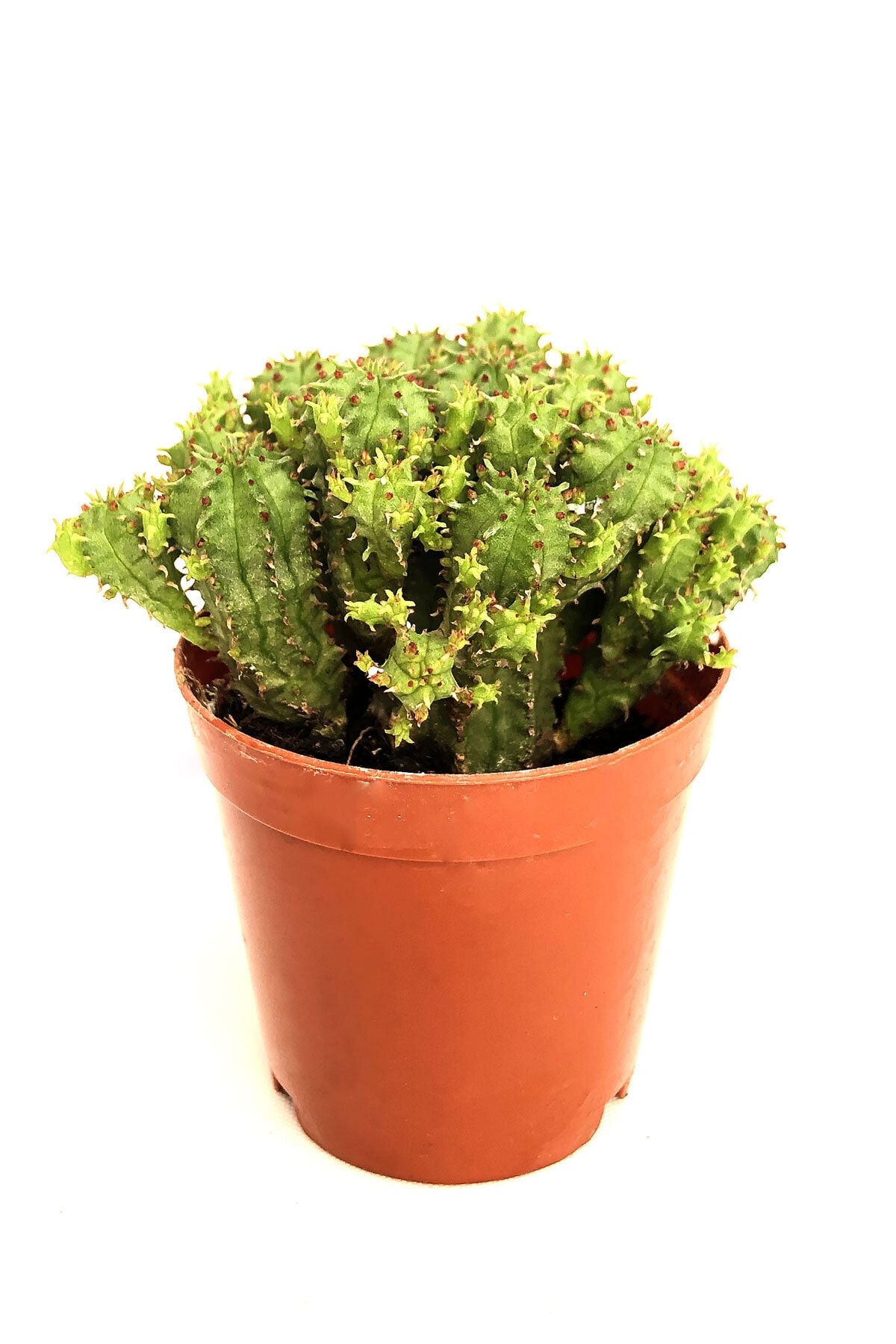 Arts Gardens Hatiora Salicornioides 5.5 cm Saksıda