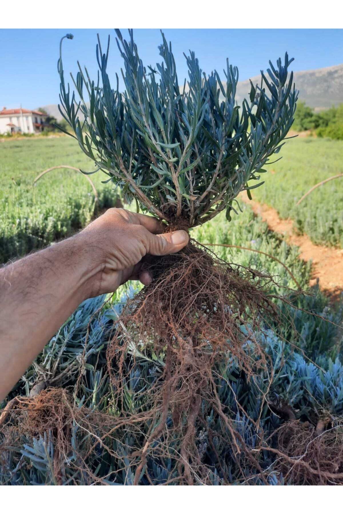 Lavanta Angustifolia 10'lu