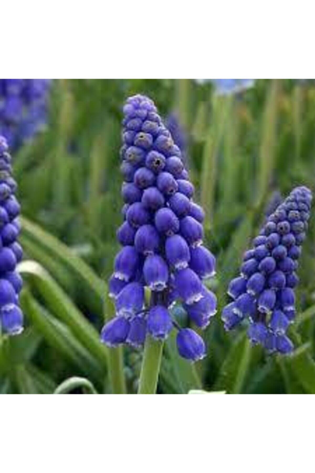 GüçlüTedarik 10 Adet Muscari Armeniacum Üzüm Sümbülü Soğanı