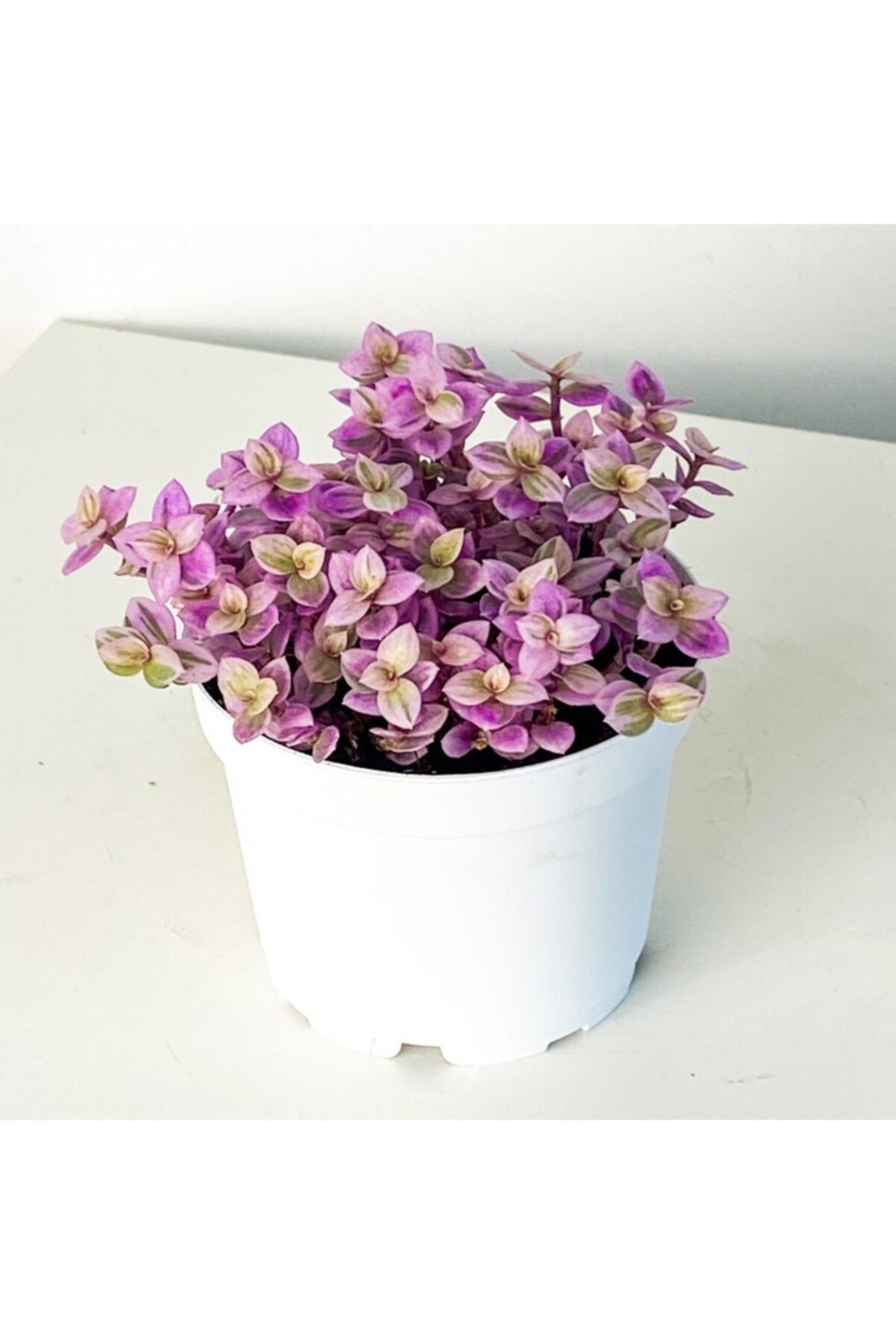 Fidanburada Tradescantia Pink Lady Mini Boy
