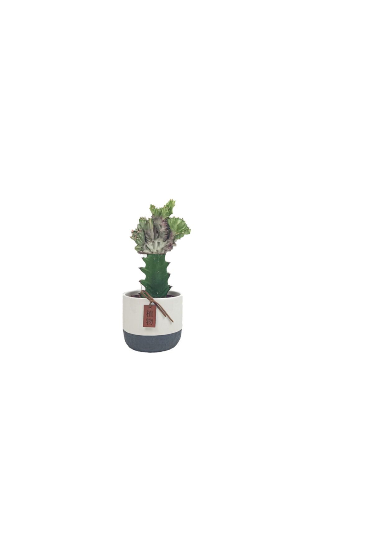 BİTKİ TASARIMI Euphorbia Lactea - Cristata – Saksıda Aşılı Kaktüs
