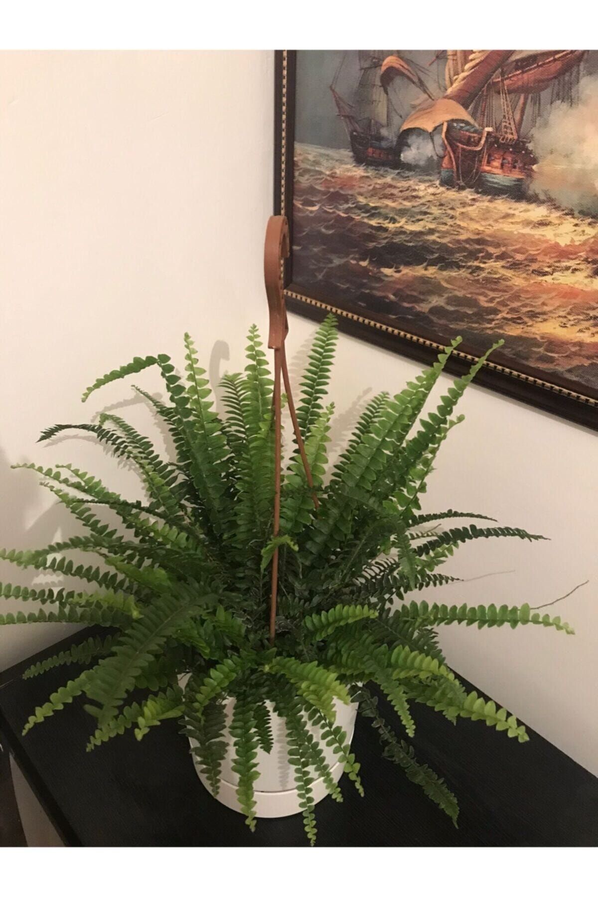 Homeplantss Fujer Aşk Merdiveni Askılı Saksıda