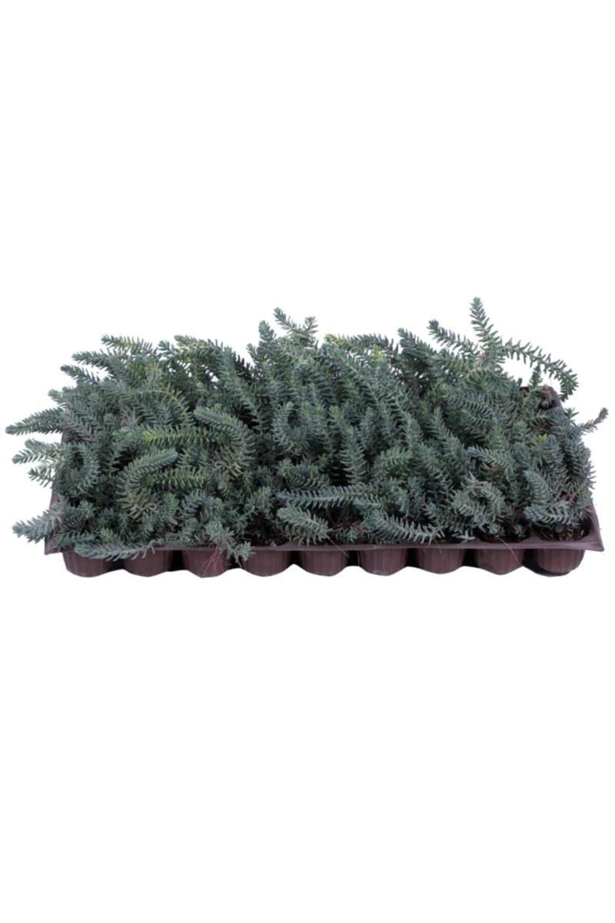 HOBİ VE BAHÇE Mezarlık Üstüne Uygun - Piramit Sedum - Yer Örtücü Sedum - Hediyelik Sedum 45'li Viyol'de