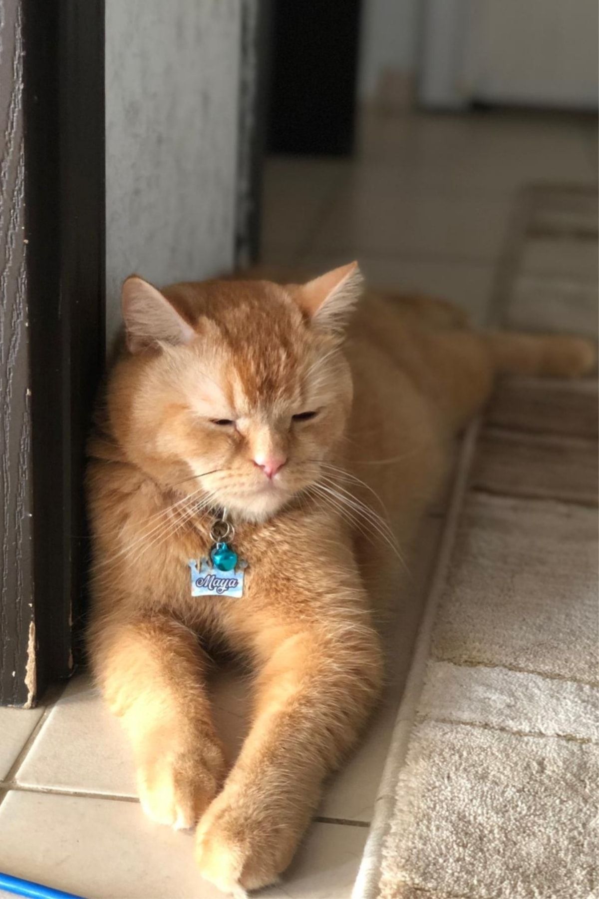 Patizim Kedi Ve Köpek Tasma Isimlik Künyesi Renkli Baskı Çelik Kemik Model