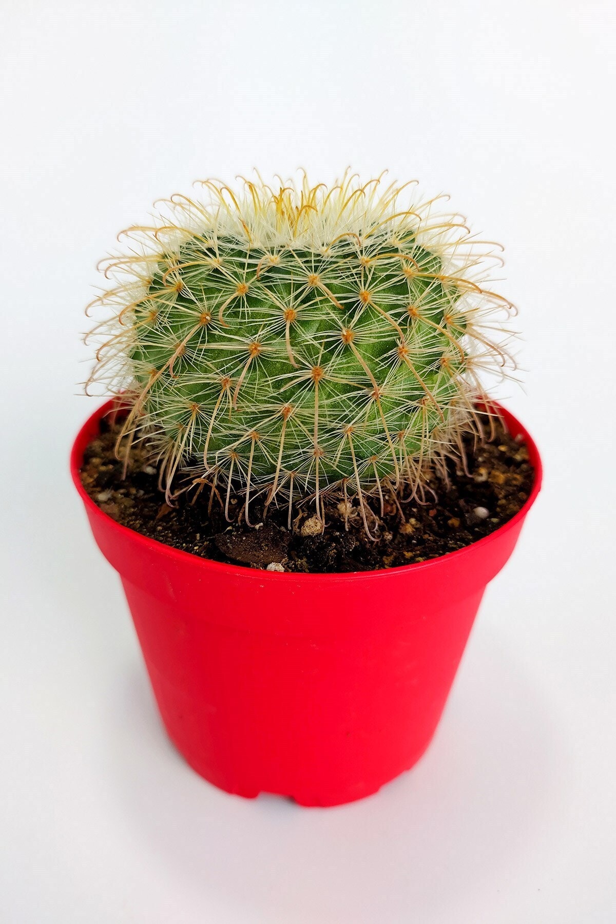 Toptan Kaktüs Parodia Chrysacanthion Altın Toz Puf Nadir Kaktüs Özel Tür Nadide Kaktus Tekli Kaktüs 8.5 Cm