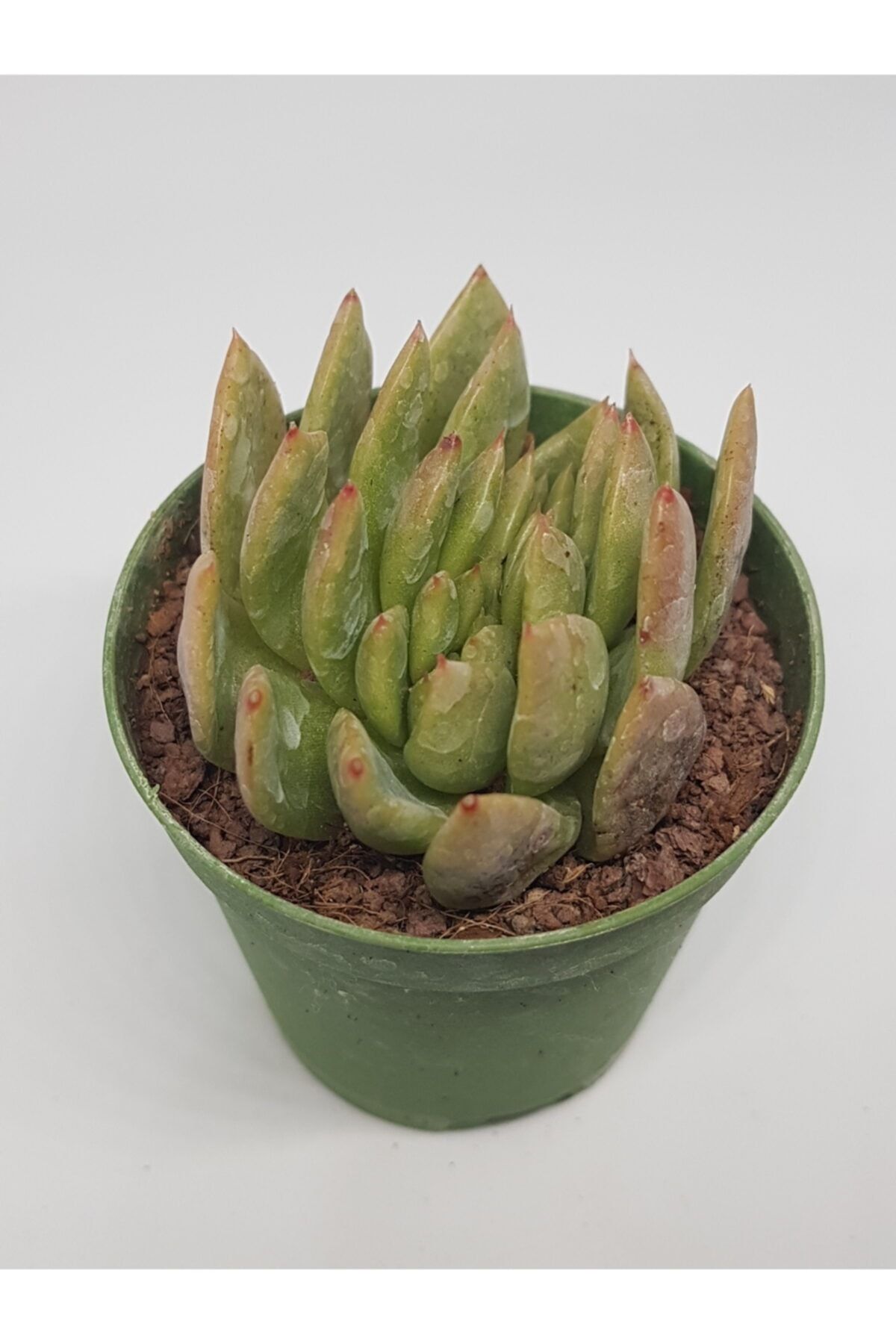 DOĞA BAHÇESİ Echeveria Agavoides Cristata Özel Tür Sukulent 5,5cm