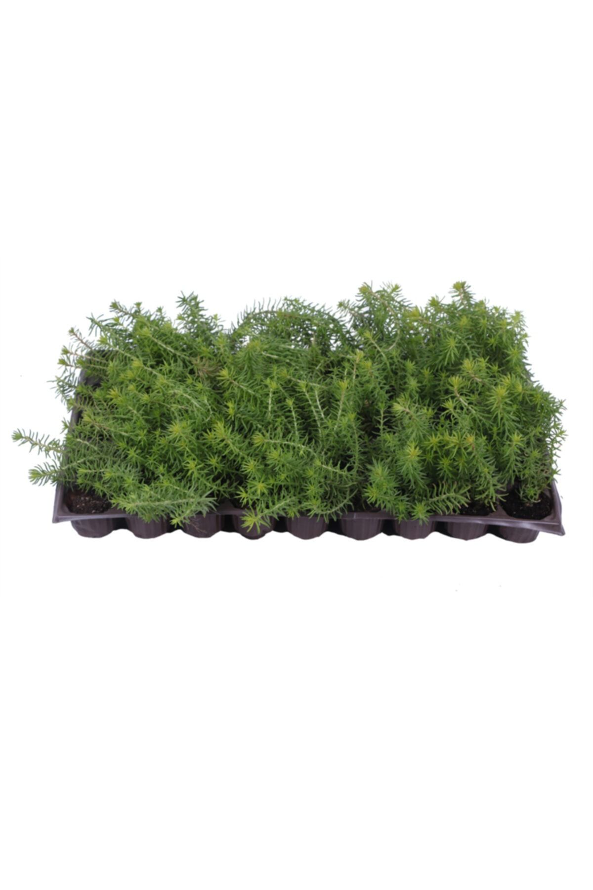 HOBİ VE BAHÇE Sedum Angelina - Sarı Sedum - Yayılıcı Sedum - Yer Örtücü Sedum - Hediyelik Sedum 45'li Viyol'de