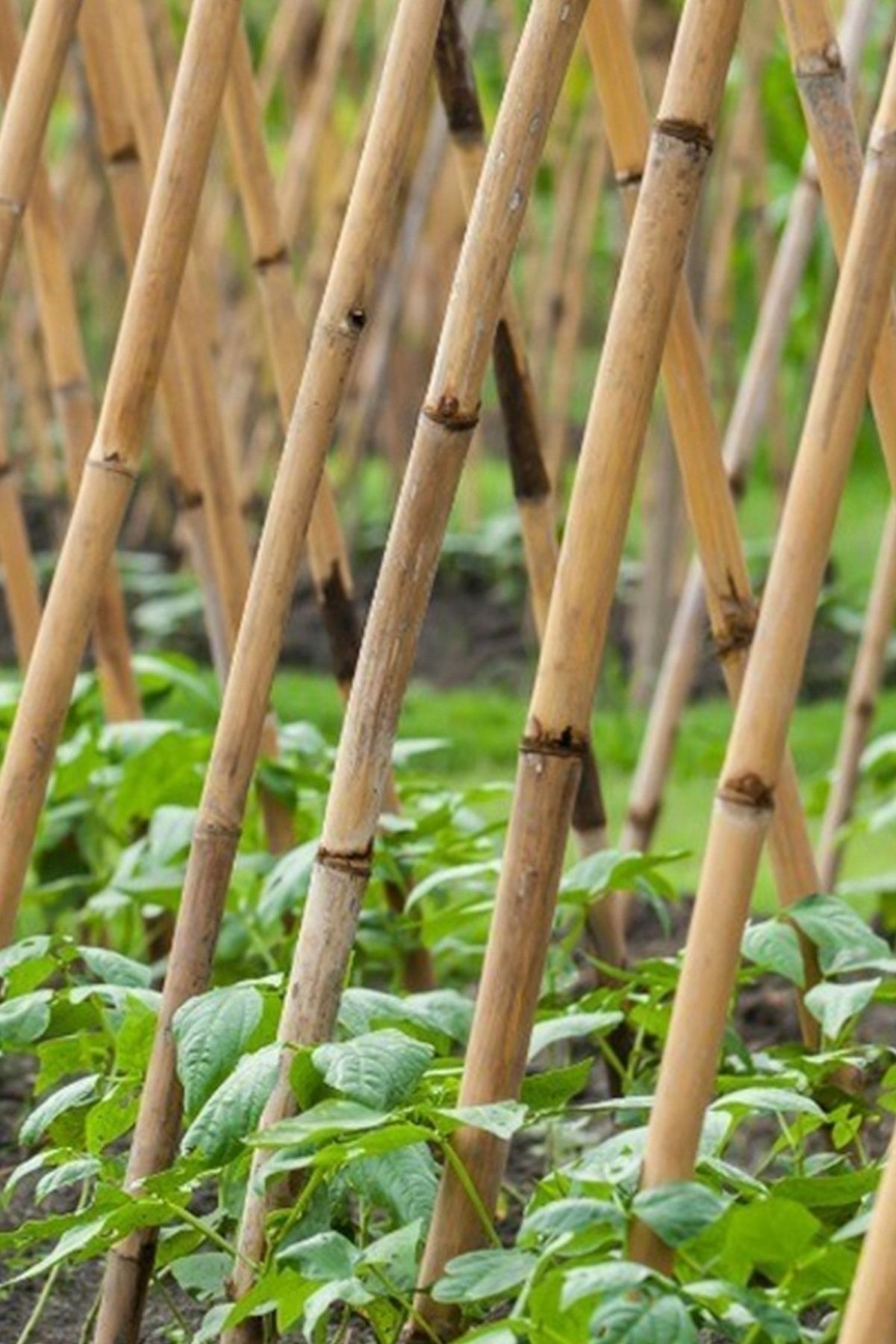 HB BOTANIC Doğal Yerli Bambu Bitki Destek Çubuğu 150 cm 10 Adet