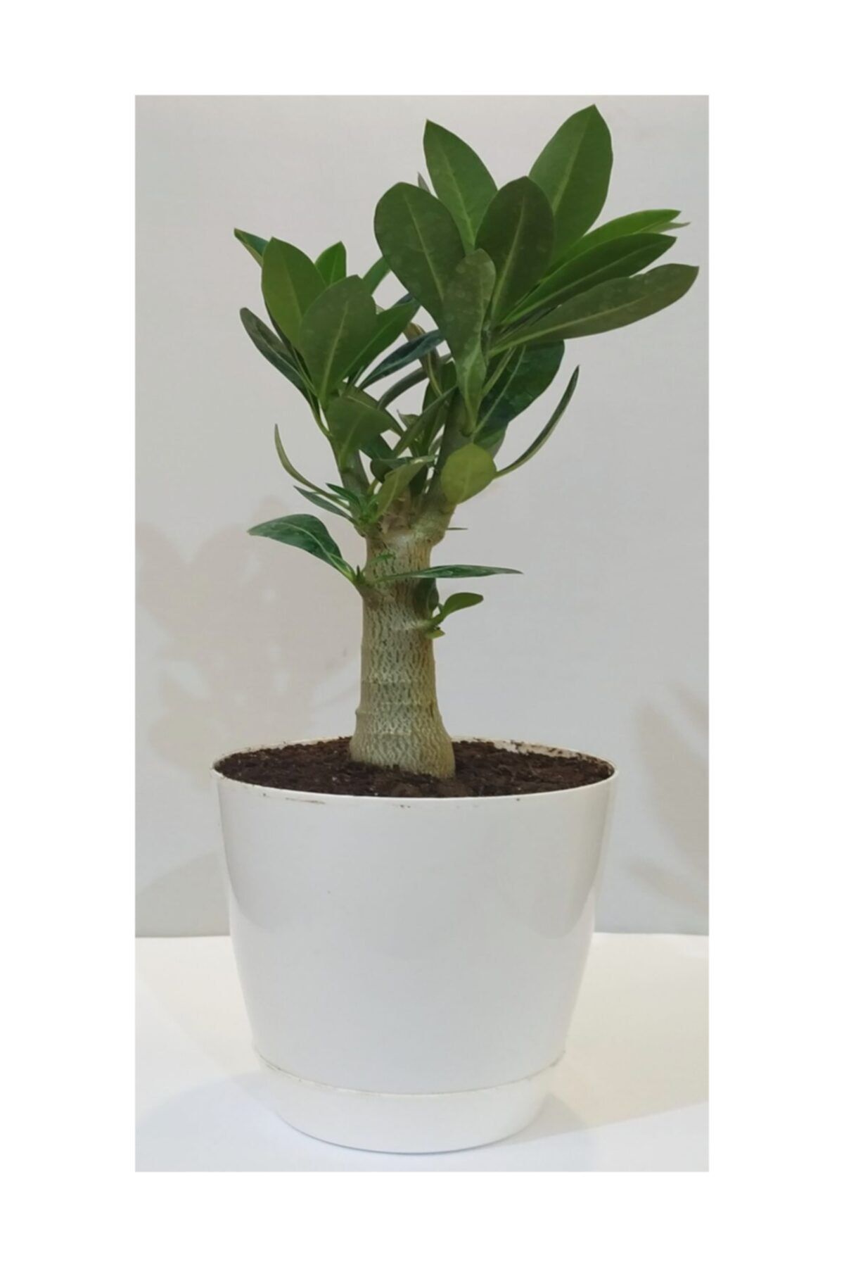 Yalova Fidan Market Toru Bahce Adenium Obesum Col Gulu 3 Yasinda Dalli 10 25 Cm Boyunda Fiyati Yorumlari Trendyol