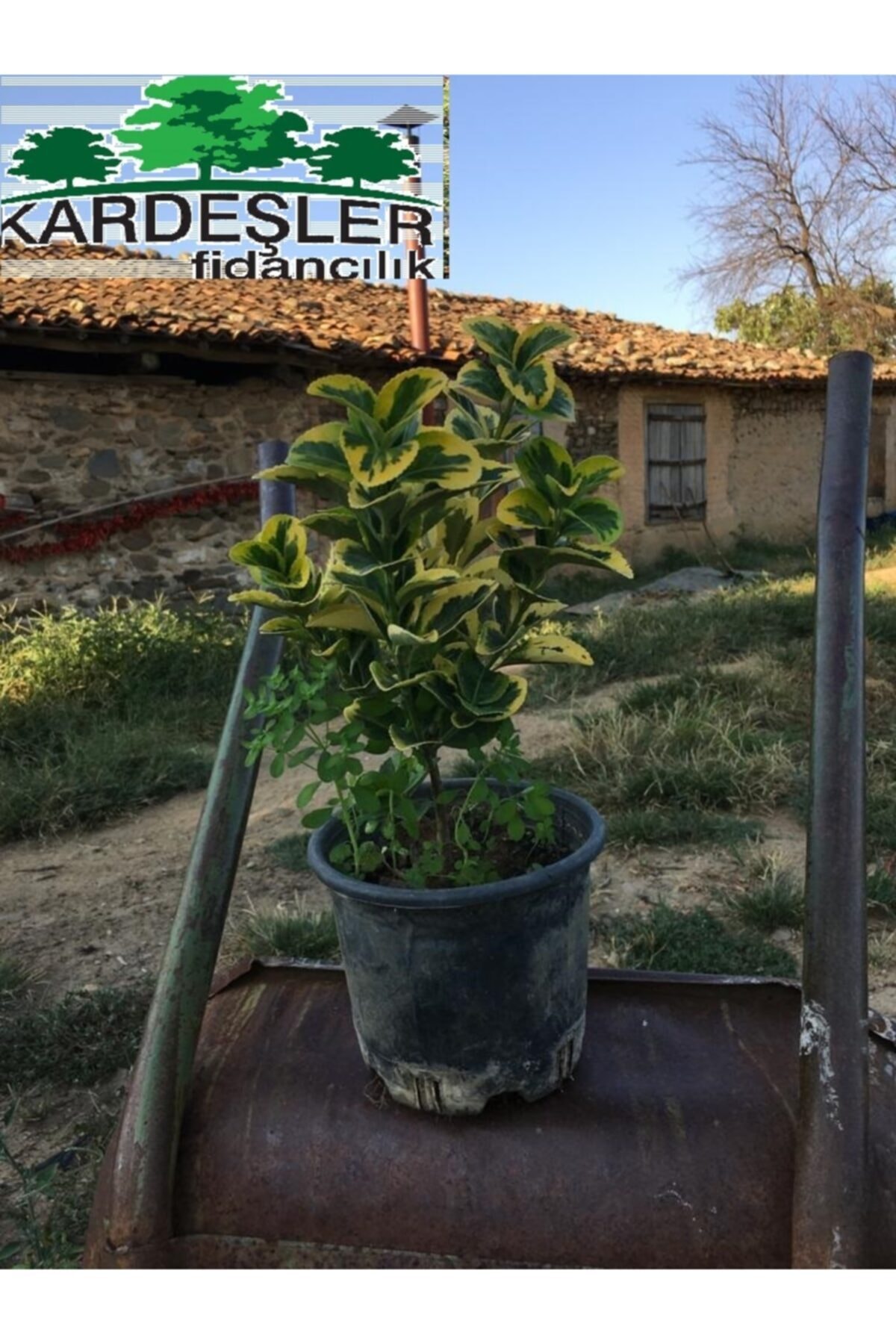 KARDEŞLER FİDANCILIK Gold,altuni Taflan Bitkisi