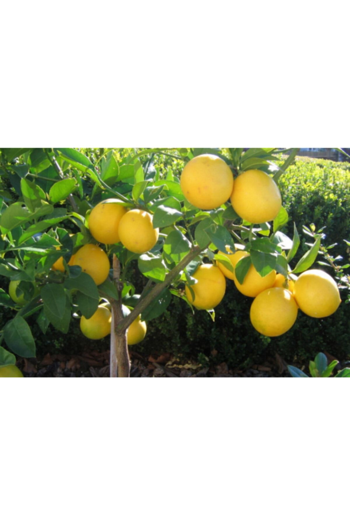 KARDEŞLER FİDANCILIK Mayer Limon
