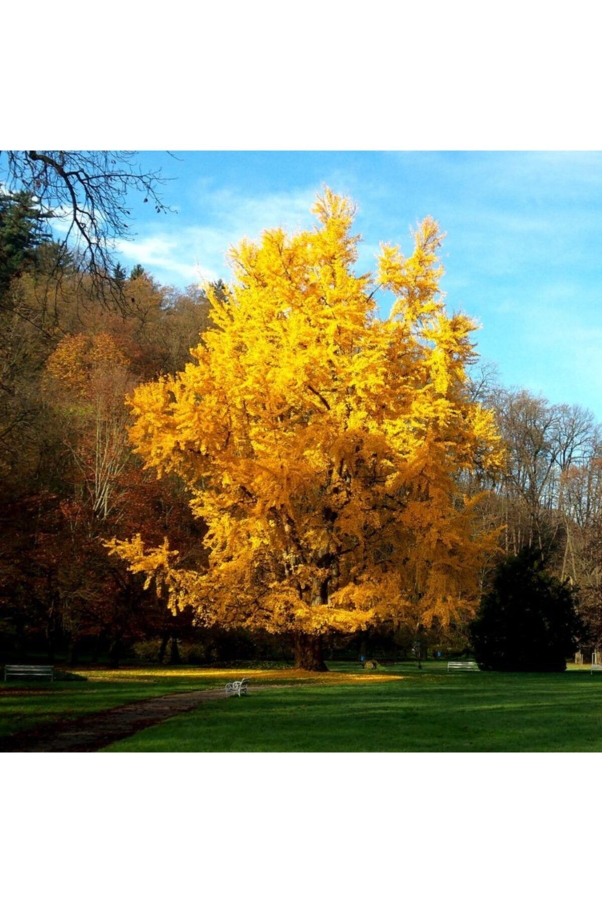 fidanistanbul Ginkgo Biloba Mabet Ağacı, 20-40 Cm, Saksıda